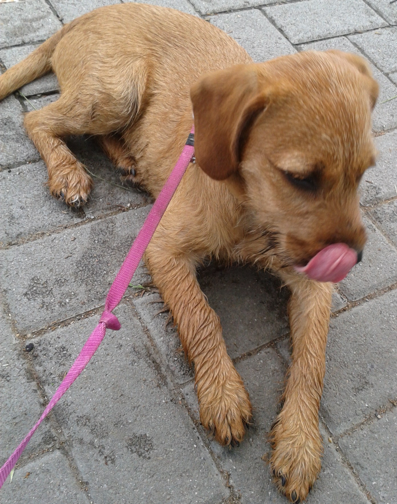 Molly (Briard, Rhodesian Ridgeback) Briard Rhodesian Ridgeback 